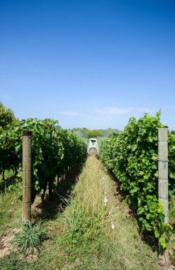 Güneşli bir günde bir İtalyan bağ püskürtme traktör