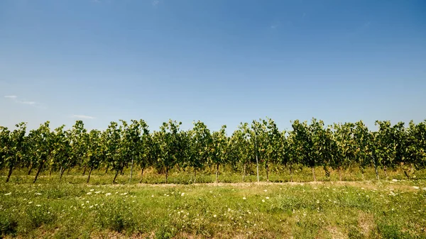 Viñedos en Lombardía, Italia — Foto de Stock