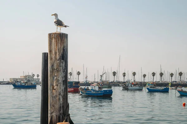 Seagull sitting on pole — Stock Photo, Image