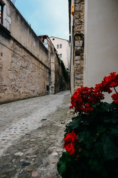 Üzerinde kırmızı çiçek yakın bir bir dar Arnavut kaldırımlı Girona tarihi merkezinde sokak