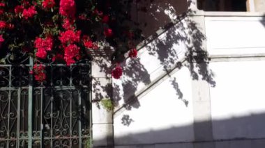 Cascais, Portekiz'de bir evin ön cephesini kaplayan renkli Bugambilia sarmaşıkları