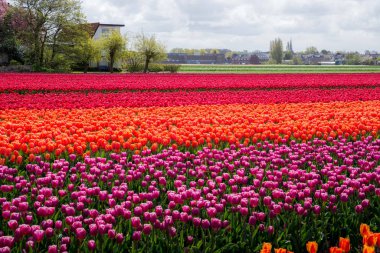 İlkbaharda Hollanda'da güzel lale tarlaları