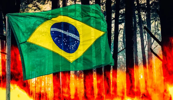 Incêndio florestal de pinhal com bandeira brasileira em primeiro plano — Fotografia de Stock