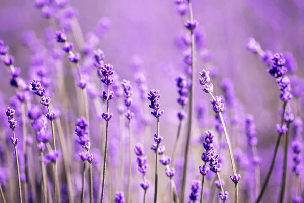 Lavender flower close up in a field in Korea