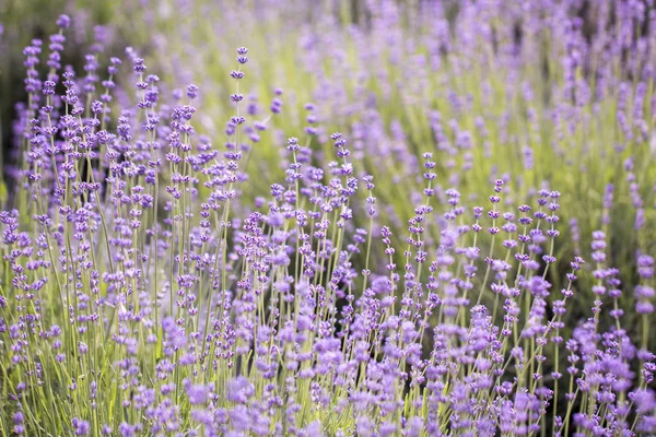 Lavender flower close up in a field in Korea
