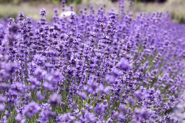 Lavender flower close up in a field in Korea