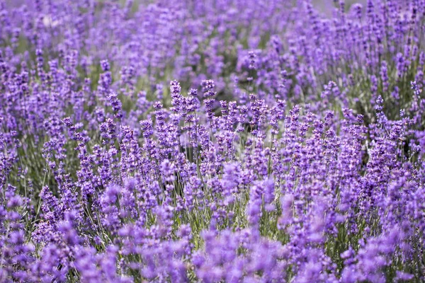 Lavender flower in a field in Korea
