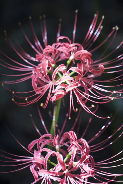 Red Spider Lily Habitat