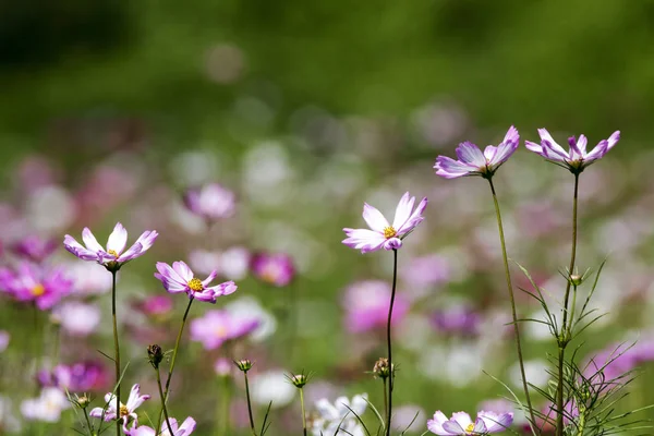 The beautiful cosmos in the field