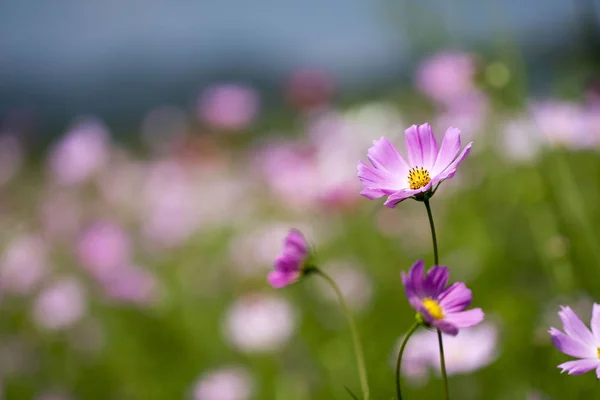 The beautiful cosmos in the field
