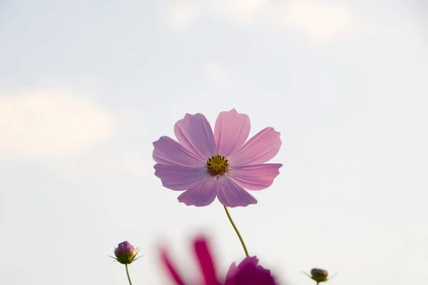 The beautiful cosmos in the field