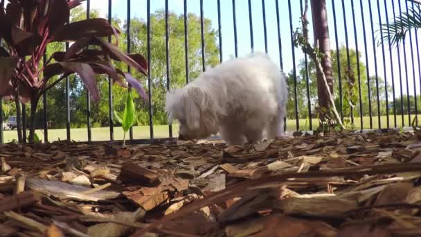 Maltesiska Hanhund Kissar Märkning Sitt Revir Bakgård — Stockvideo