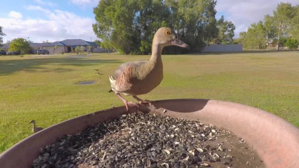 Patos Assobiando Comendo Sementes — Vídeo de Stock