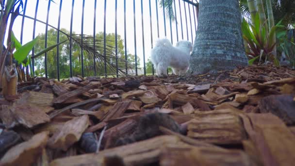 Perro Maltés Macho Marcando Territorio — Vídeos de Stock