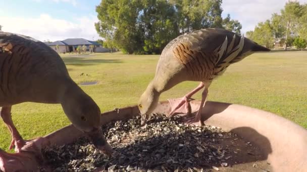 Australische Gepluimde Fluitend Eenden Eten Zaden — Stockvideo