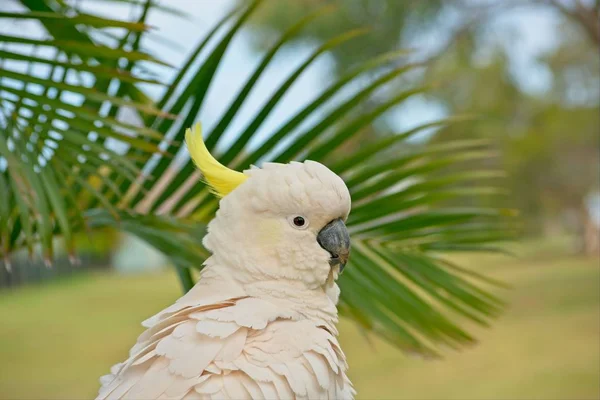 一只硫磺冠状鹦鹉的特写镜头 — 图库照片