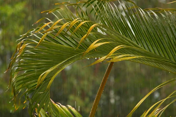 Palmblatt Bei Starkem Regen Tropischen Königinnenland Australien — Stockfoto