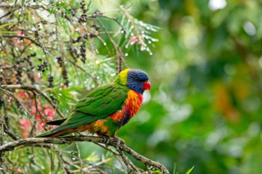 Gökkuşağı lori hala ağır yağmur sonrası ıslak bir dalı üzerinde oturan