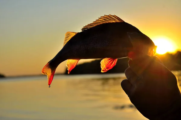 Güneş Güneş Işığı Altında Yandan Levrek Balık Tutma — Stok fotoğraf