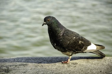 Rıhtımda güvercin, suyun arka planında.