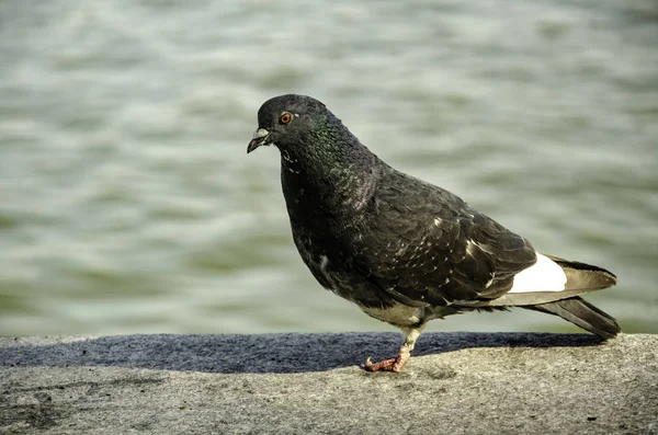Rıhtımda güvercin, suyun arka planında.