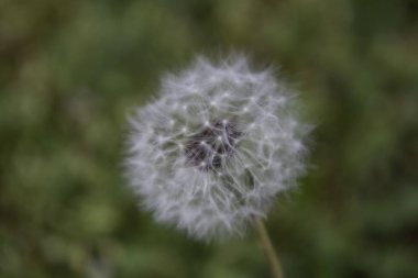 Güneşli bir günde çayırda kabarık karahindiba.