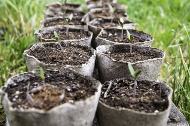 Bahçede turba tencerede Fide domates.