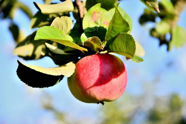 Sleeping apples on a branch on a summer day. Harvest, joy, village.