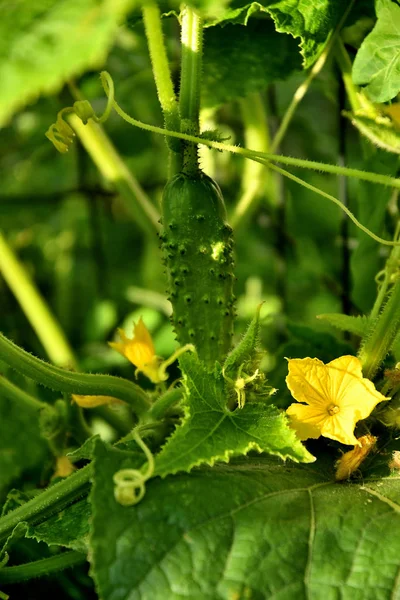 Bir Yaz Gününde Bahçede Salatalık Olgunlaşma — Stok fotoğraf