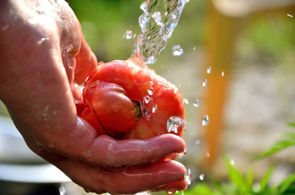 Lavado Tomates Maduros Las Camas Jardín Bajo Grifo Día Soleado — Foto de Stock