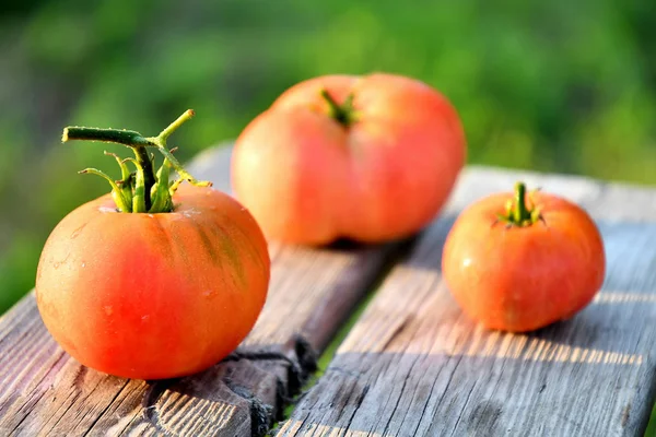 Tomates Maduros Directamente Del Jardín Por Mañana Tablas Viejas —  Fotos de Stock