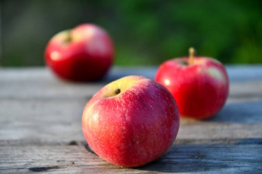 Sabah bahçede olgun kırmızı elmalar, eski tahtalarda.