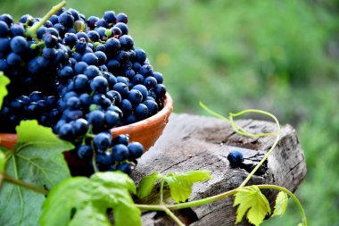 Bahçede eski bir tahta üzerinde seramik tabaksiyah üzüm.
