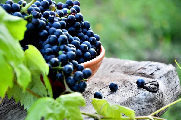 Raisins Noirs Dans Une Assiette Céramique Sur Une Vieille Planche — Photo