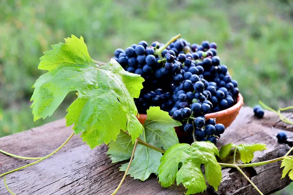 Black Grapes Ceramic Plate Old Board Garden — Stock Photo, Image