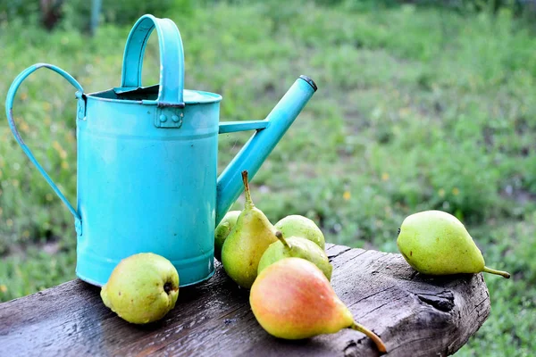 Watering can and ripe pear fruit in the garden on a summer board on a summer day.