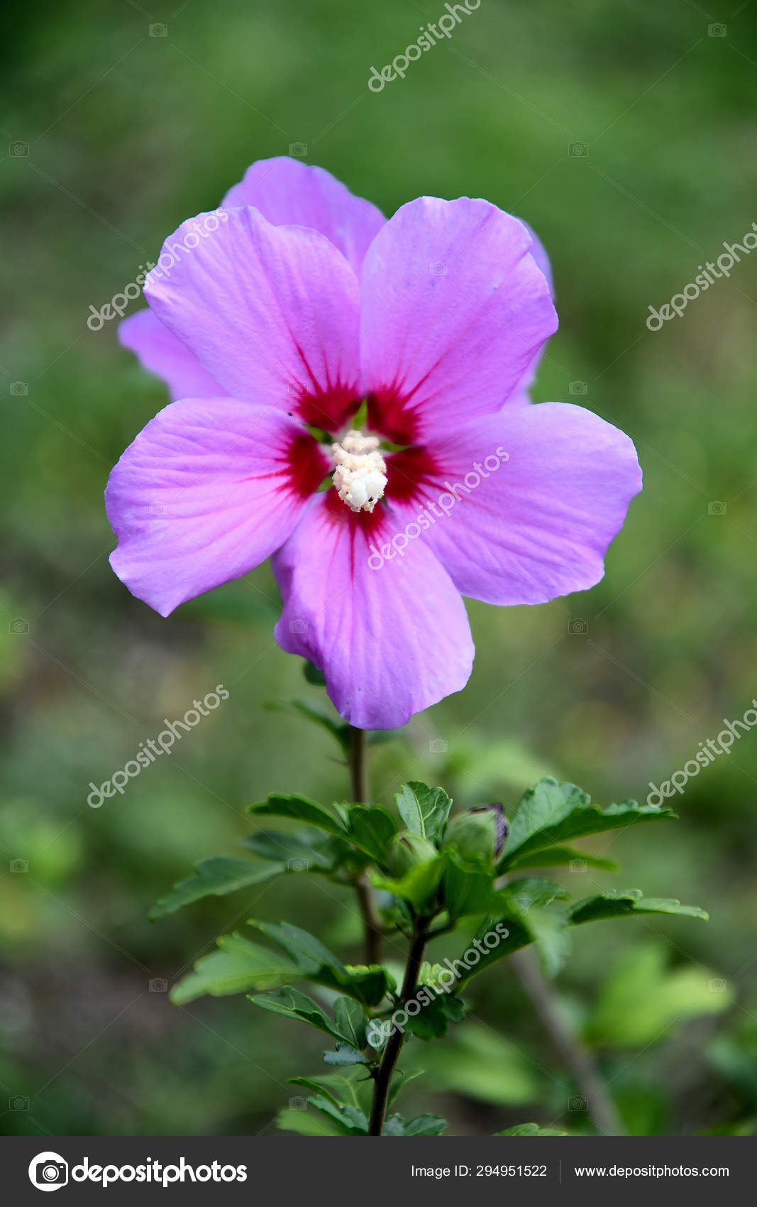 Lilas Fleur Hibiscus Chinois Dans Jardin Jour Ete Image Libre De Droit Par Kamenzik C Lilas Fleur Hibiscus Chinois Dans Jardin Jour Ete Image Libre De Droit Par Kamenzik C