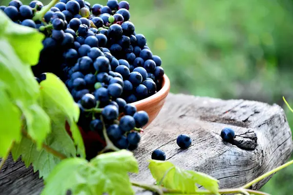 Uve Nere Piatto Ceramica Una Vecchia Tavola Giardino — Foto Stock