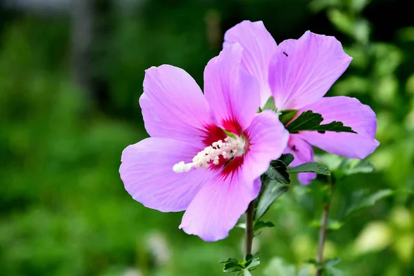 Бузок Китайський Гибискуса Квітка Саду Літній День — стокове фото