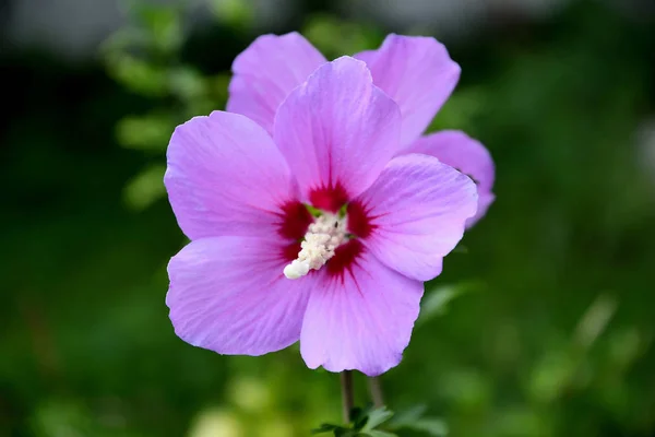 Бузок Китайський Гибискуса Квітка Саду Літній День — стокове фото