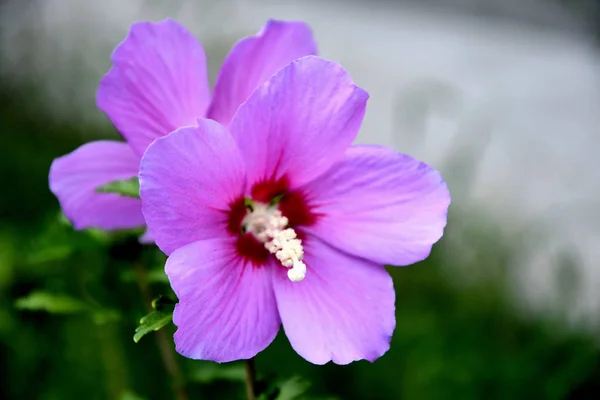 Fiore Ibisco Lilla Cinese Giardino Una Giornata Estiva — Foto Stock