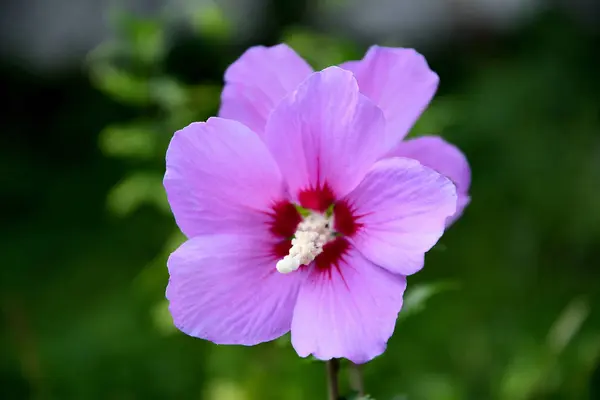 Λιλά Κινέζικα Λουλούδι Ιβίσκος Στον Κήπο Μια Καλοκαιρινή Μέρα — Φωτογραφία Αρχείου