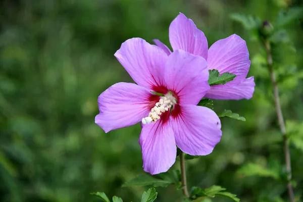 Flieder Hibiskusblüte Garten Einem Sommertag — Stockfoto