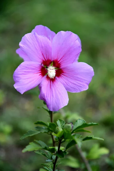 Fiore Ibisco Lilla Cinese Giardino Una Giornata Estiva — Foto Stock