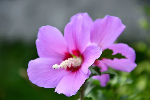Сирень Китайский Гибискус Цветок Саду Летний День — стоковое фото