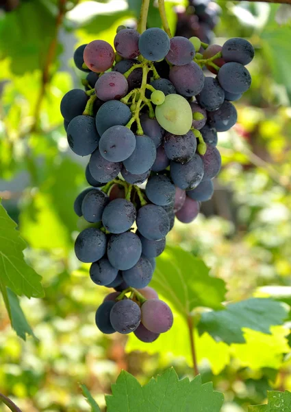 Druiven Groeien Tuin Een Zonnige Zomerdag — Stockfoto