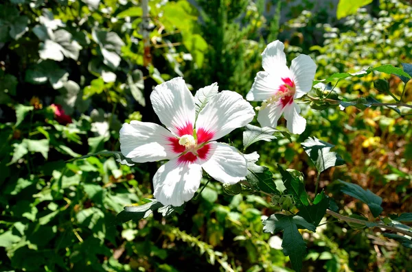 Λευκό Λουλούδι Ιβίσκου Στον Κήπο Μια Ηλιόλουστη Μέρα — Φωτογραφία Αρχείου
