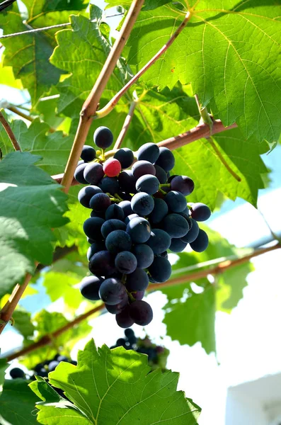 Druiven Groeien Tuin Een Zonnige Zomerdag — Stockfoto