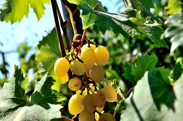 Druiven Groeien Tuin Een Zonnige Zomerdag — Stockfoto