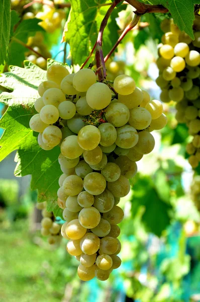 Druiven Groeien Tuin Een Zonnige Zomerdag — Stockfoto